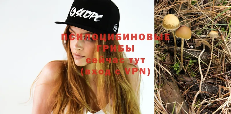 Галлюциногенные грибы Psilocybe  Ардон 